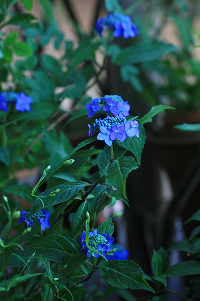 薔薇記 山アジサイ 藍姫