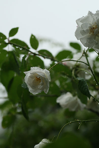 11-0528secret1