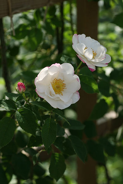 12-0601crema1